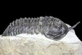 Morocconites Trilobite Fossil - Morocco #85550-6